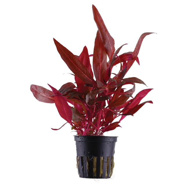 Alternanthera reineckii “Rosanervig” – Epic Aquatics