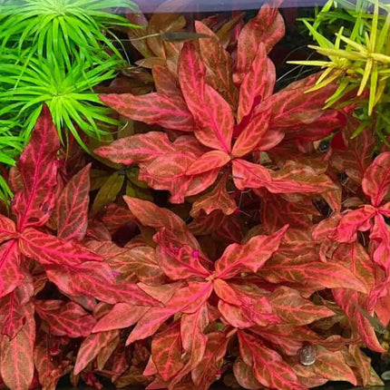 Alternanthera reineckii “Rosanervig” – Epic Aquatics