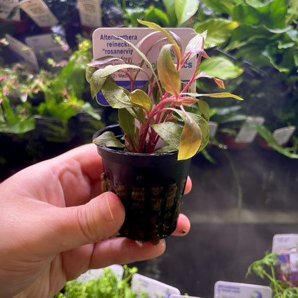 Alternanthera reineckii “Rosanervig” – Epic Aquatics