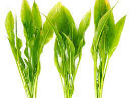 Aquatic Amazon Sword Aquarium Plant (Assorted)