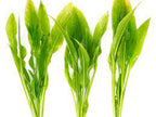 Aquatic Amazon Sword Aquarium Plant (Assorted)
