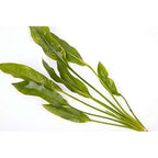 Aquatic Amazon Sword Aquarium Plant (Assorted)