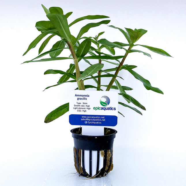 Ammannia gracilis – Epic Aquatics