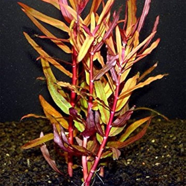 Ammannia gracilis (Red Ammannia) – Live Aquarium Plant