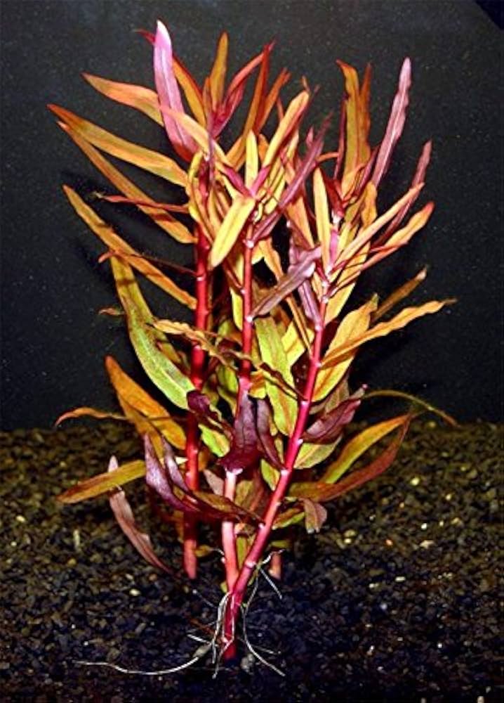 Ammannia gracilis (Red Ammannia) – Live Aquarium Plant