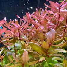 Ammannia gracilis (Red Ammannia) – Live Aquarium Plant