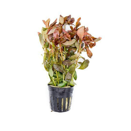Ammannia gracilis (Red Ammannia) – Live Aquarium Plant