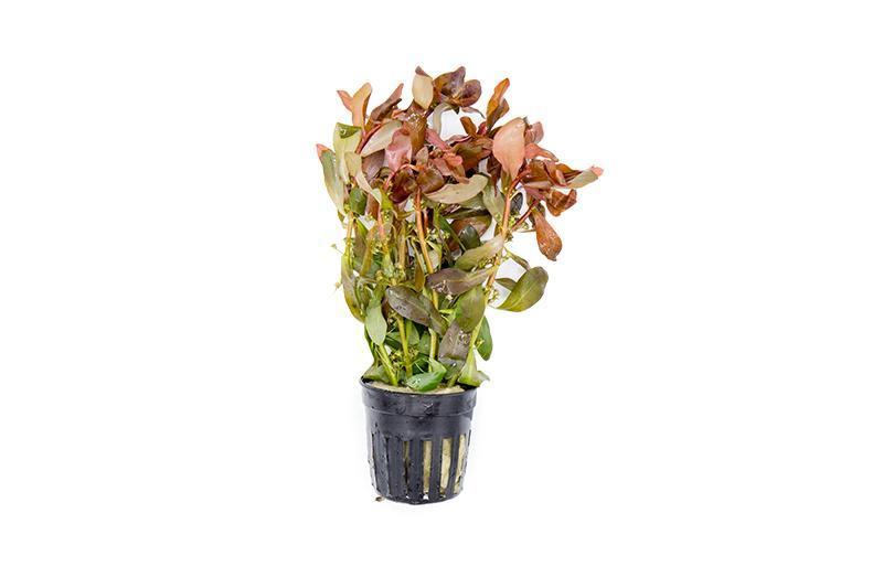 Ammannia gracilis (Red Ammannia) – Live Aquarium Plant