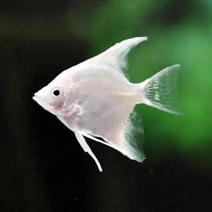 Assorted Angel Fish- Sold individually
