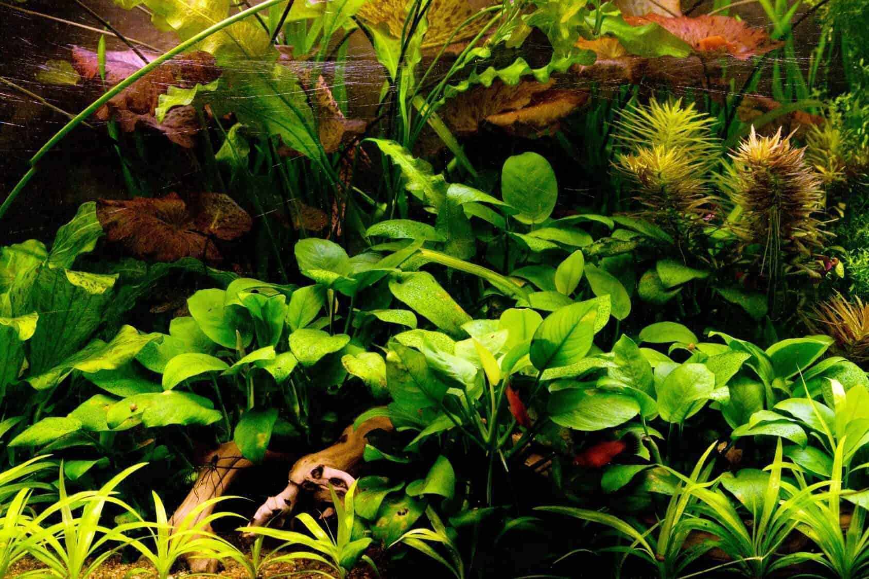 Anubias Nana Low-Maintenance, Hardy, and Beautifully Compact Aquarium Plant