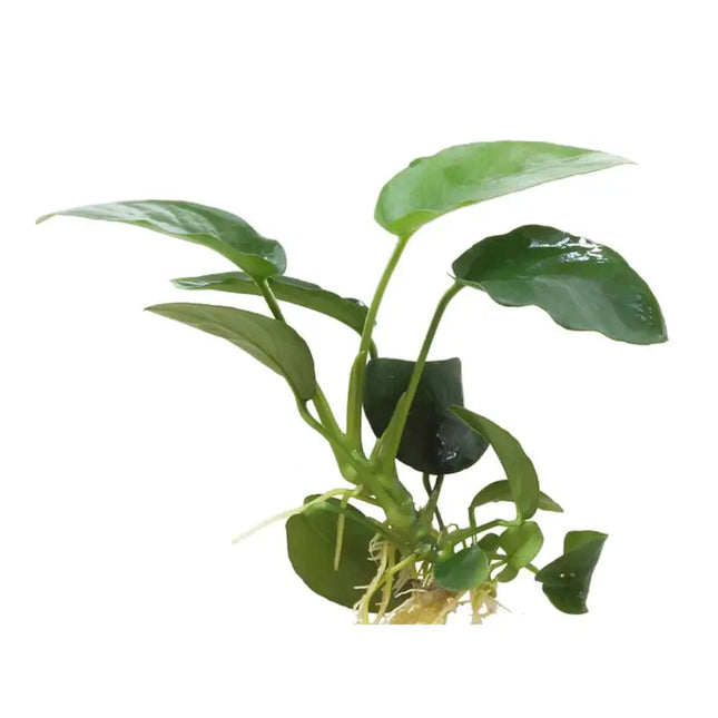 Anubias Nana Low-Maintenance, Hardy, and Beautifully Compact Aquarium Plant
