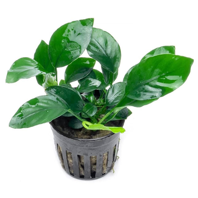 Anubias Aquarium Plant  Easy-Care Live Aquatic Plant