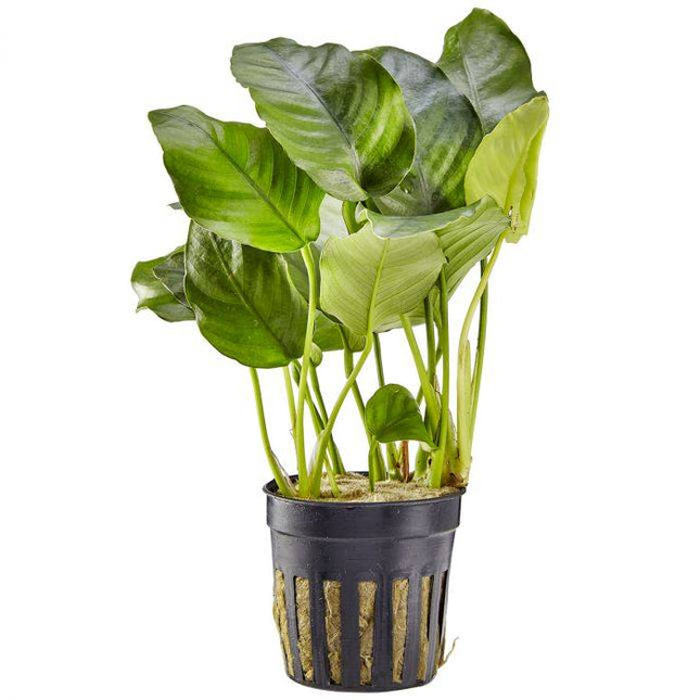 Anubias Barteri  Hardy Live Aquarium Plant