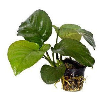 Anubias Barteri  Hardy Live Aquarium Plant