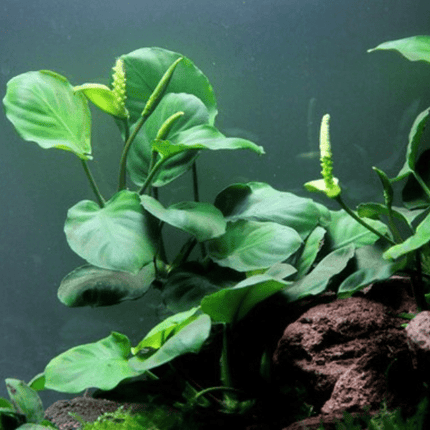 Anubias Barteri  Hardy Live Aquarium Plant