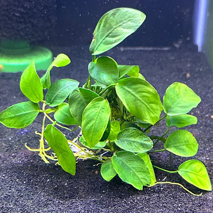 Anubias Nana Low-Maintenance, Hardy, and Beautifully Compact Aquarium Plant