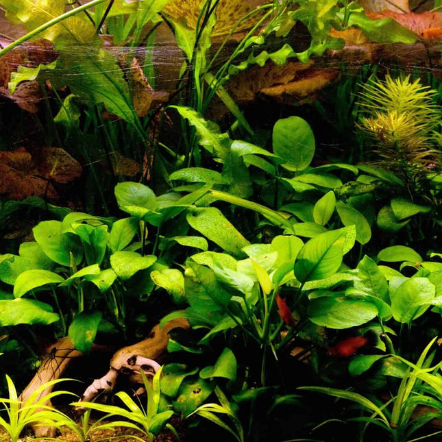 Anubias Aquarium Plant  Easy-Care Live Aquatic Plant