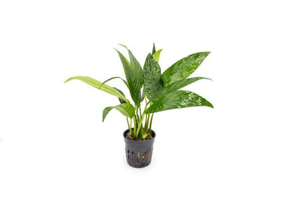 Anubias – Congelious
