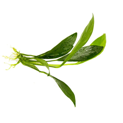 Anubias – Congelious