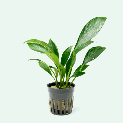 Anubias – Congelious