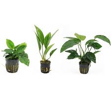 Anubias – Easy -Care Live Imported Aquarium Plants - 4 Pack