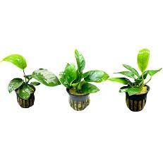 Anubias – Easy -Care Live Imported Aquarium Plants - 4 Pack
