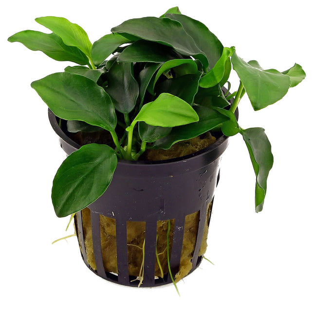Anubias barteri var. nana 'Petite' Tiny, Tough, and Perfect for Nano Tanks or Aquascapes