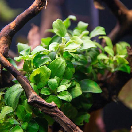 Anubias barteri var. nana 'Petite' Tiny, Tough, and Perfect for Nano Tanks or Aquascapes