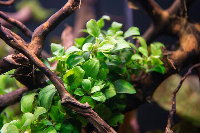 Anubias barteri var. nana 'Petite' Tiny, Tough, and Perfect for Nano Tanks or Aquascapes