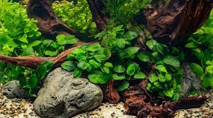 Anubias barteri var. nana 'Petite' Tiny, Tough, and Perfect for Nano Tanks or Aquascapes