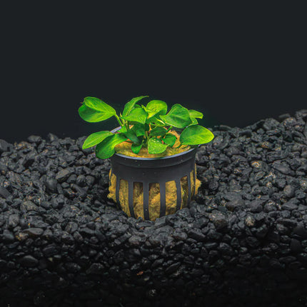 Anubias nana 'Petite' – The Ideal Foreground Plant for Small Aquariums