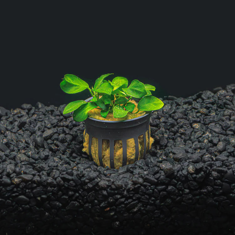 Anubias nana 'Petite' – The Ideal Foreground Plant for Small Aquariums