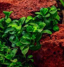 Anubias nana 'Petite' – The Ideal Foreground Plant for Small Aquariums