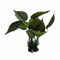 Plastic Plants 