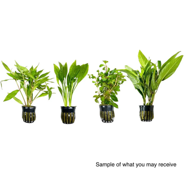 <h1>Locally Grown Aquatic Plants </h1>