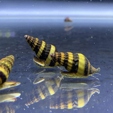 Assassin Snail (Clea helena) Natural Pest Control for Your Aquarium