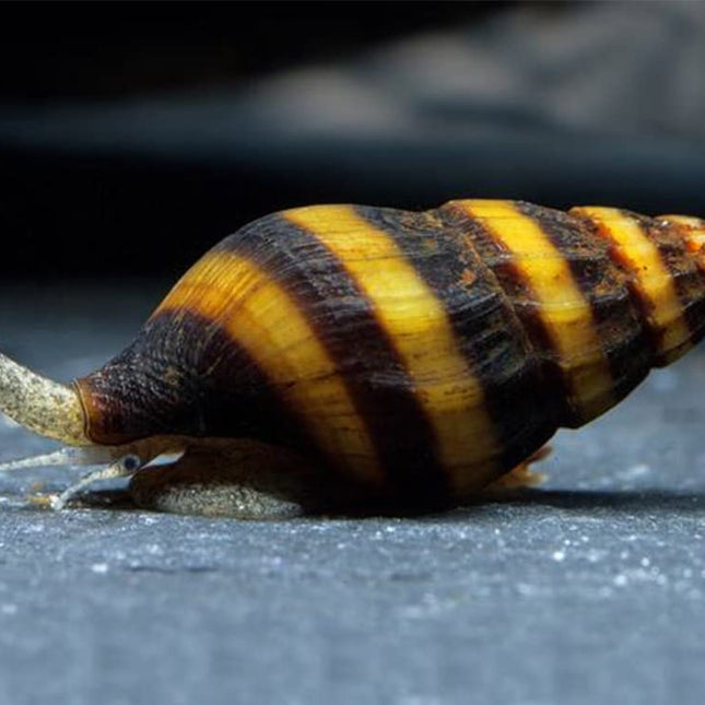 Assassin Snail (Clea helena) Natural Pest Control for Your Aquarium