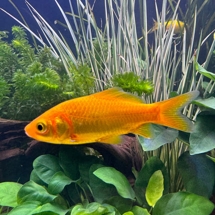 Assorted Comet Goldfish each - 50 mm