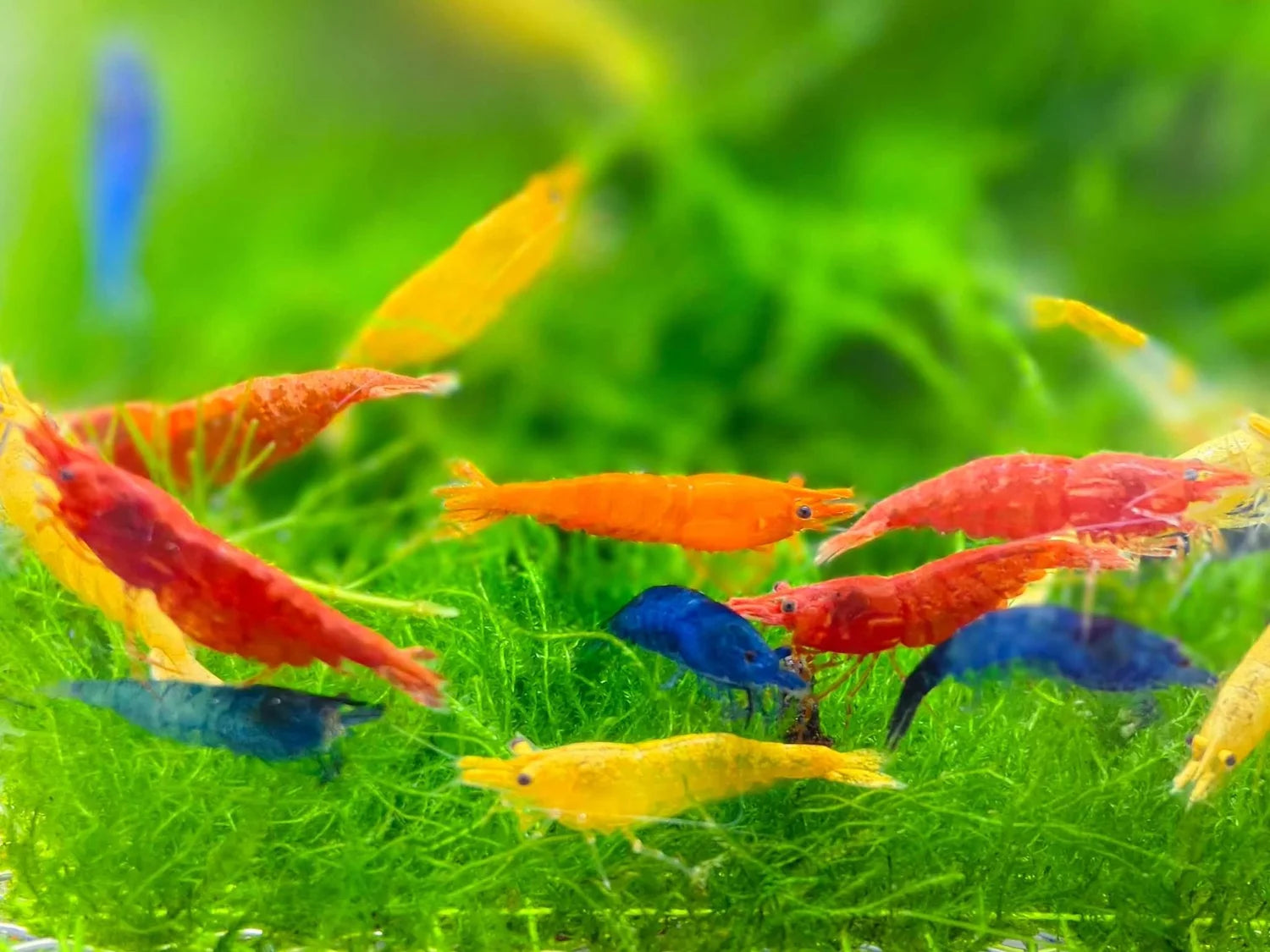 Assorted Freshwater Shrimp