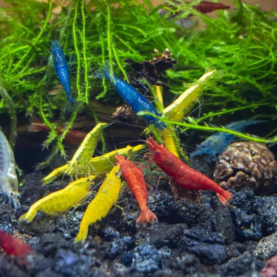 Assorted Freshwater Shrimp