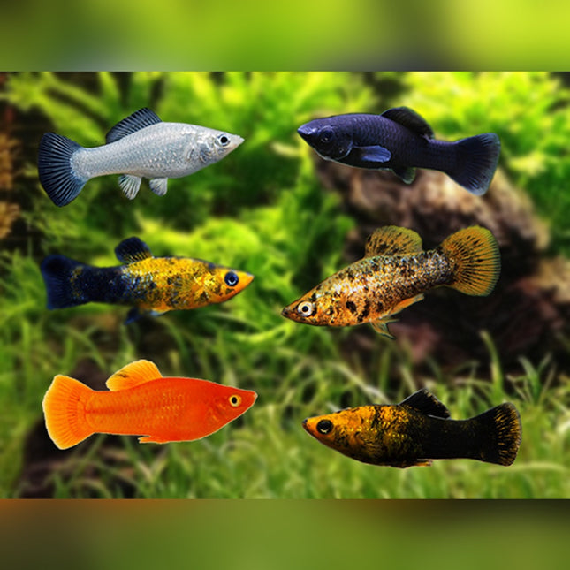 Assorted Mollies Colourful, Peaceful, and Perfect for Any Aquarium