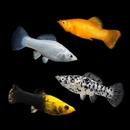 Assorted Mollies Colourful, Peaceful, and Perfect for Any Aquarium