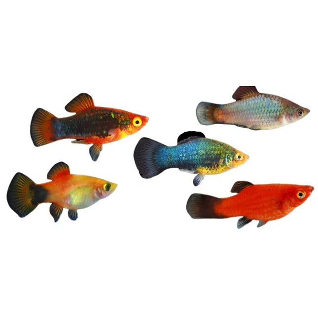 Assorted Platies Bright, Peaceful, and Easy to Keep