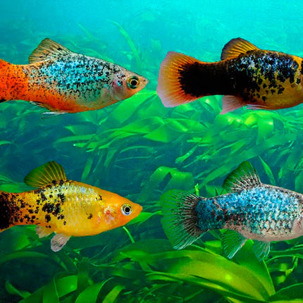 Assorted Platies Bright, Peaceful, and Easy to Keep