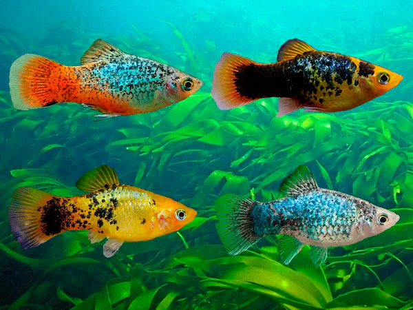 Assorted Platies Bright, Peaceful, and Easy to Keep