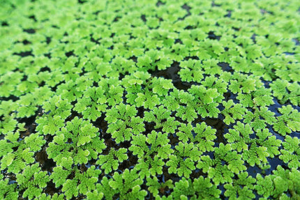 Azolla Floating Plant (Mosquito Fern)-30g