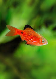 Rosy Barb (Pethia conchonius)  Vibrant, Active, and Easy to Care For
