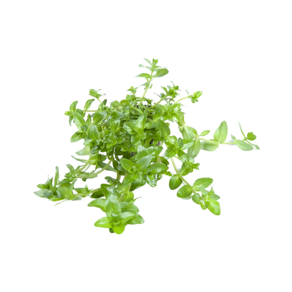 Bacopa Amplexicaulis Fast Growing Background Plant