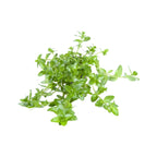 Bacopa Amplexicaulis Fast Growing Background Plant