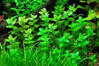 Bacopa Amplexicaulis Fast Growing Background Plant
